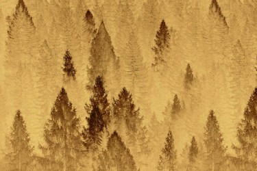 SILVA ORO | Carta da parati dorata con alberi